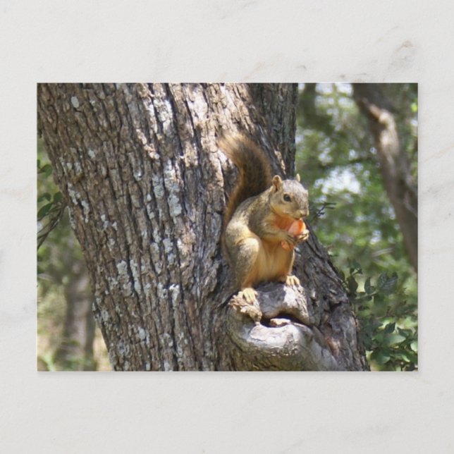 Carte Postale Mange tes carottes (Devant)