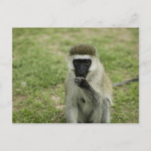 Carte Postale Manger des singes vervet, Afrique