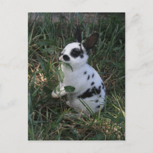 Carte Postale Manger des Verts