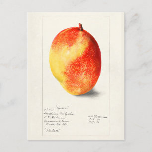 Carte Postale Mango (Mangifera Indica) Peinture d'aquarelle aux 