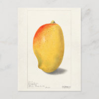 Mango (Mangifera Indica) Peinture d'aquarelle aux