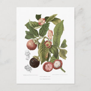 Carte Postale Mangosteen violet