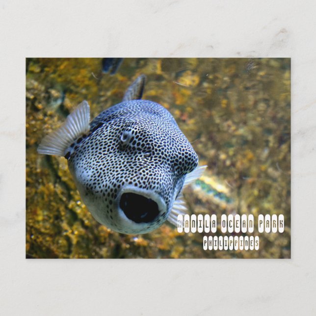 Carte Postale Manille Ocean Park aux Philippines (Devant)