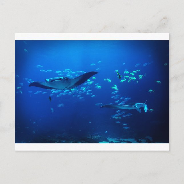Carte Postale Manta Rays (Devant)