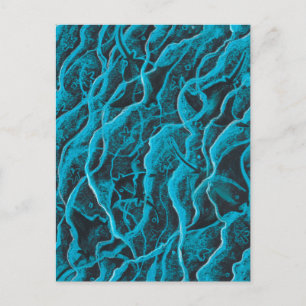 Carte Postale Manta Rays Ocean Fish Animaux Vagues Blue Black Ar