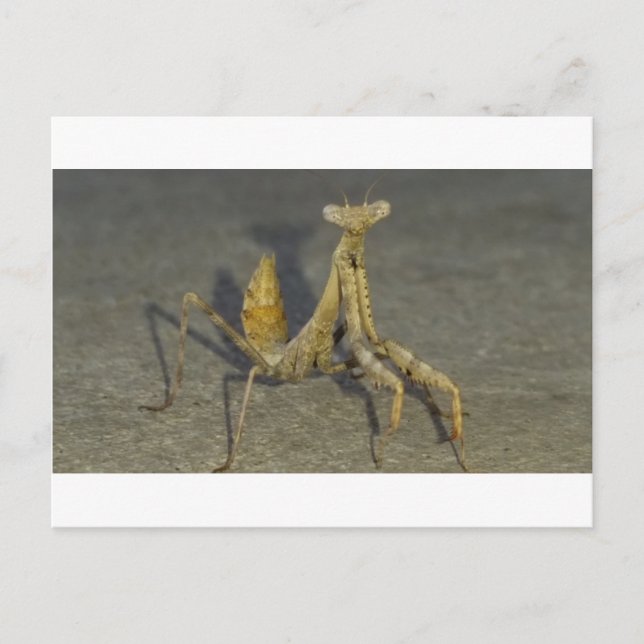 Carte Postale Mante (Devant)