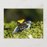 Mantella à oreilles noires, Mantella expectata, 2
