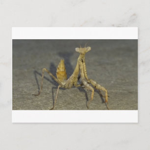 Carte Postale Mantis