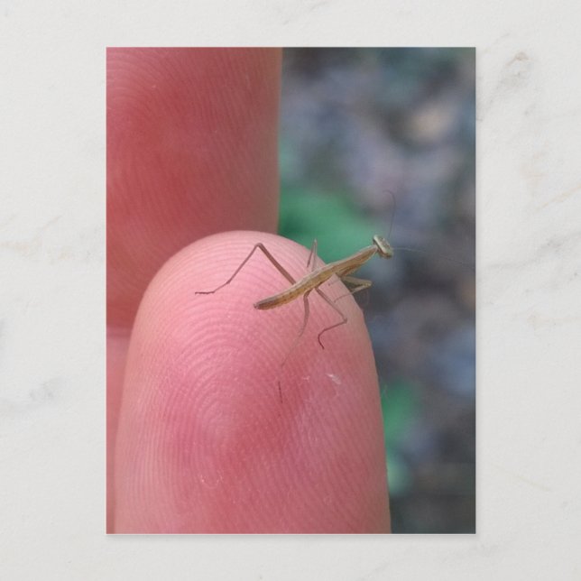 Carte Postale Mantis de prière pour bébé sur doigt (Devant)