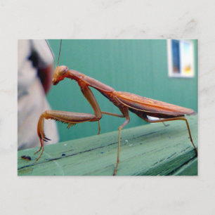 Carte Postale Mantis et fourmi