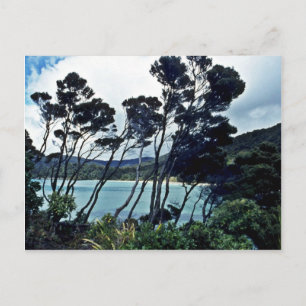 Carte Postale Manuka Arbustes Et Plage, Stewart Island