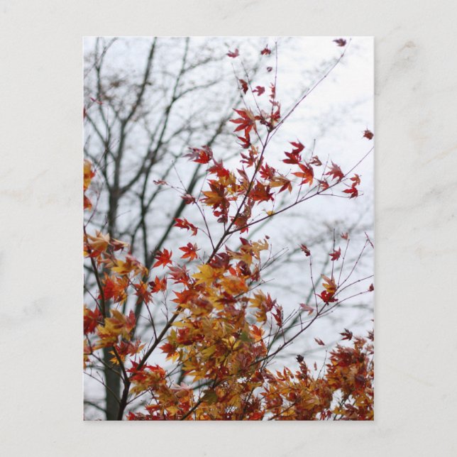 Carte Postale Maple II (Devant)