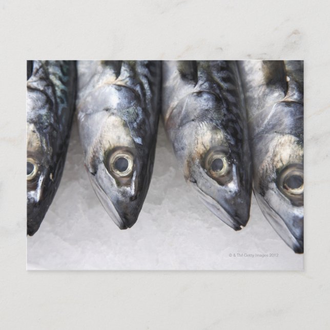 Carte Postale Maquereau, prises fraîches du jour (Devant)