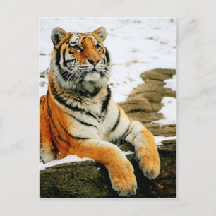 Carte Postale - Mara -