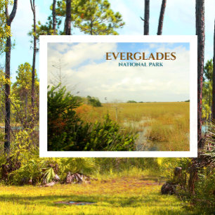 Carte Postale Marais dans le Parc National des Everglades, Flori