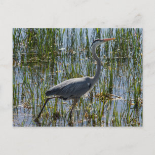 Carte Postale Marais d'oiseaux du Grand Héron Bleu