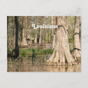 Carte Postale Marais Louisiane