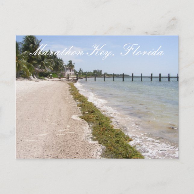 Carte Postale Marathon Key, Floride (Devant)