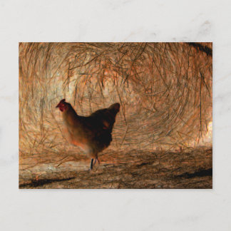 Carte Postale "Marchant" - Photo de poulet et de foin améliorée