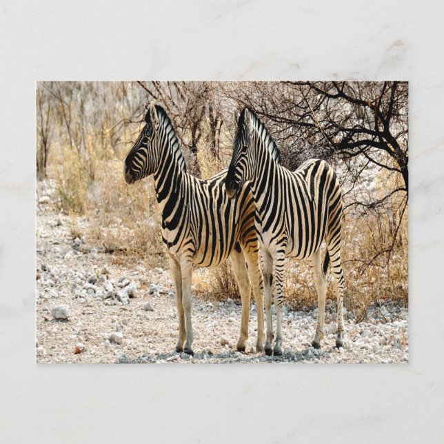 Carte Postale Marche de Zebra (Devant)