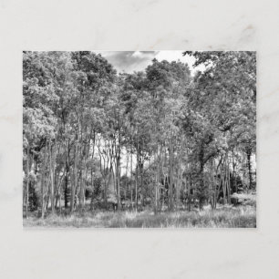 Carte Postale Marche des bois