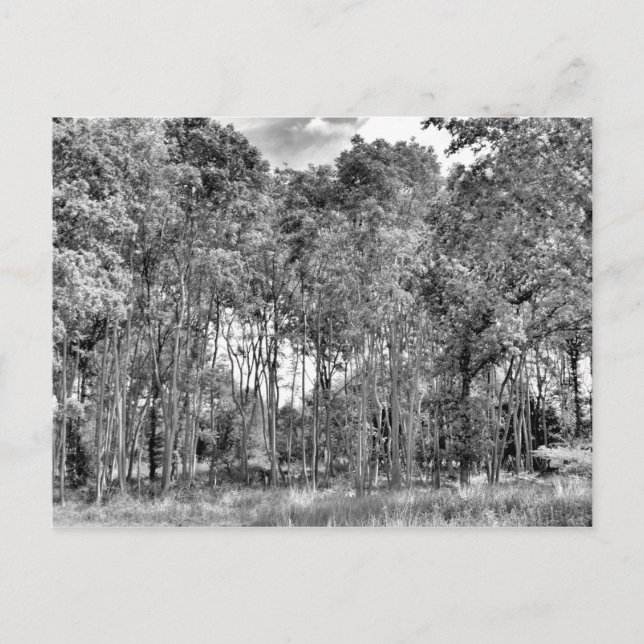 Carte Postale Marche des bois (Devant)