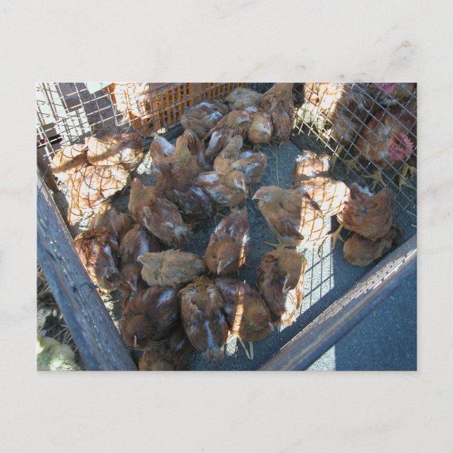 Carte Postale Marché fermier, Louans, Bresse, poussins (Devant)