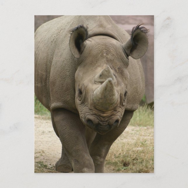 Carte Postale marche rhino (Devant)