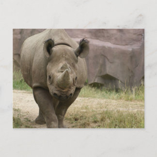 Carte Postale marche rhino