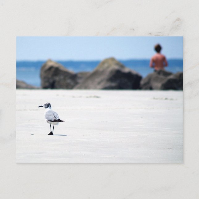 Carte Postale Marche Seagull (Devant)