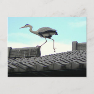 Carte Postale Marche sur le toit