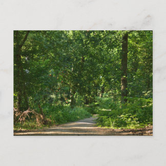 Carte Postale Marcher à travers les arbres