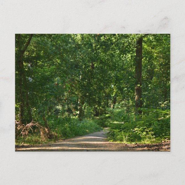 Carte Postale Marcher à travers les arbres (Devant)