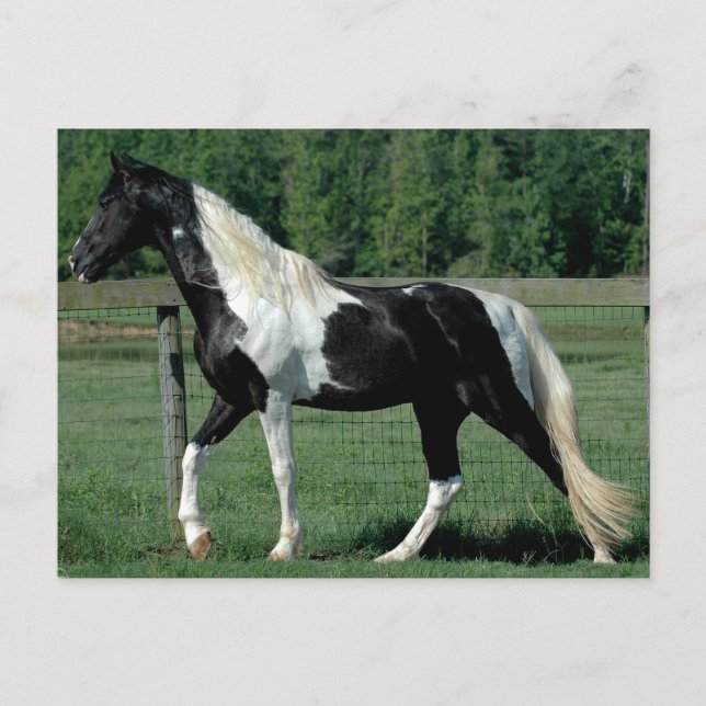 Carte Postale Marcheur tacheté (Devant)