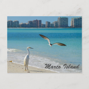 Carte postale Marco Island Wildlife