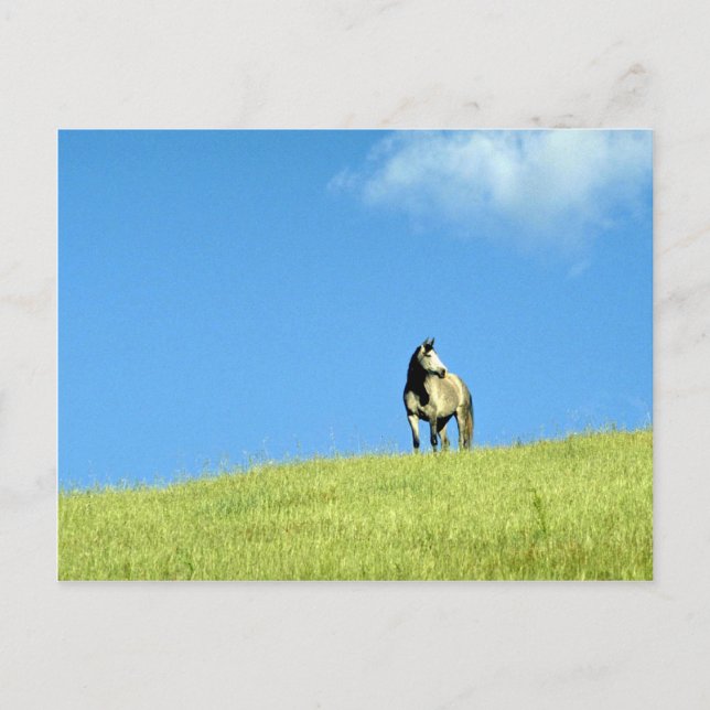 Carte Postale Mare arabe, Victoria, Australie (Devant)