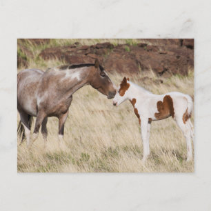 Carte Postale Mare avec Colt