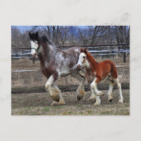Mare & colt en cours d'exécution