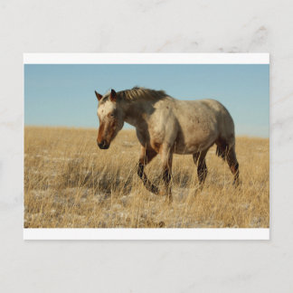 Carte Postale Mare d'Appaloosa dans les Prairies