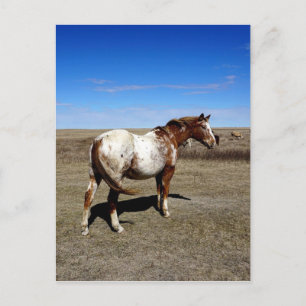 Carte Postale Mare d'Appaloosa sur les Prairies canadiennes