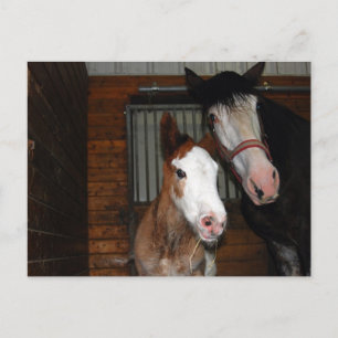 Carte Postale Mare de Clydesdale et filou