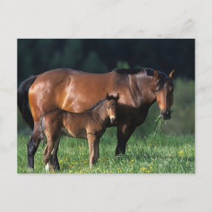 Carte Postale Mare et Foie de Thoroughbred 1