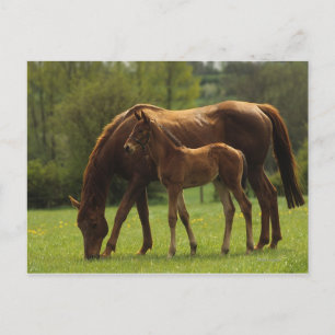 Carte Postale Mare et Foie Thoroughbred 2
