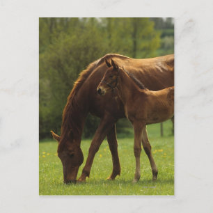 Carte Postale Mare et Foie Thoroughbred 2