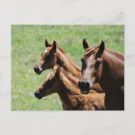 Carte postale - Mare et Foies de châtaignes