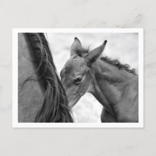 Carte Postale Mare et poulain