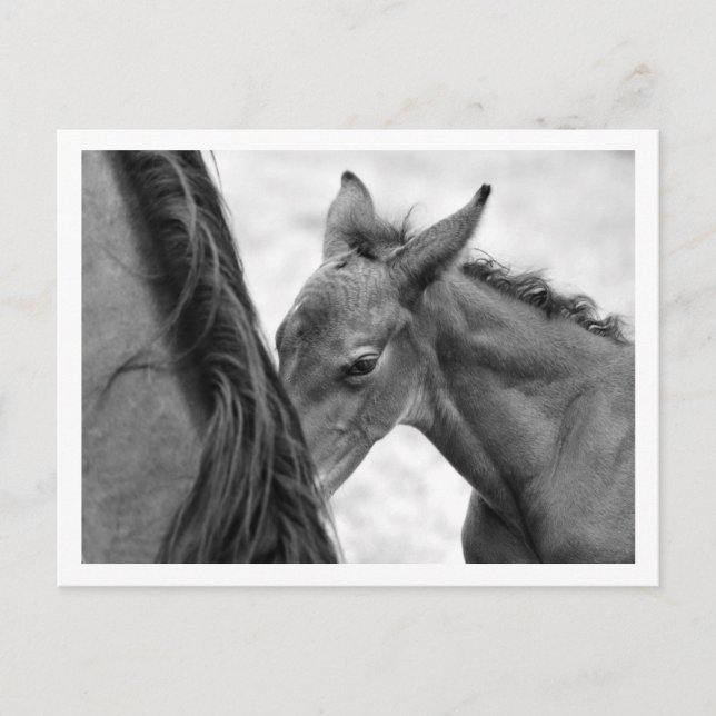 Carte Postale Mare et poulain (Devant)