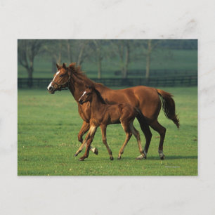 Carte Postale Mare et poulain à bec thoroughbred 3