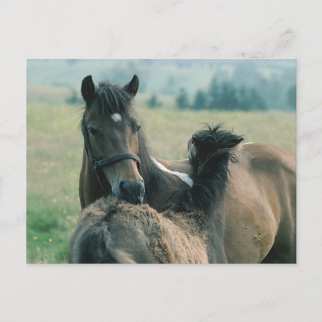 Carte Postale Mare et poulain se nourrissant mutuellement (Devant)