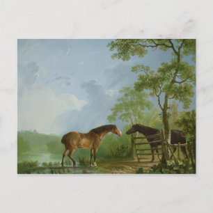 Carte Postale Mare et Stallion dans un paysage